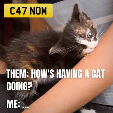 A cat nibbling on a human's arm. The caption reads "Them: How's having a cat going? Me: ...'