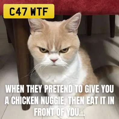 An angry cat looks at the camera. The caption says "When they pretend to give you a chicken nuggie, then eat it in front of you...'