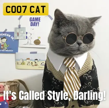 A picture of a cat dressed in stylish clothes with a tie and sunglasses. The caption says "It's called Style Darling"
