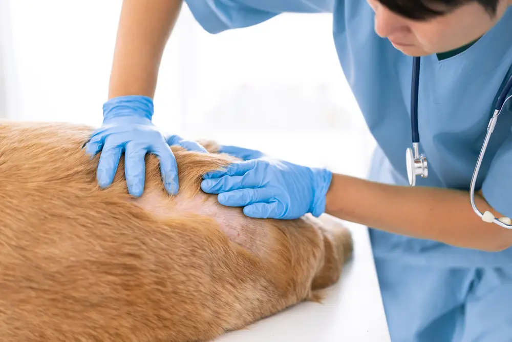 A vet examines a dog's skin.