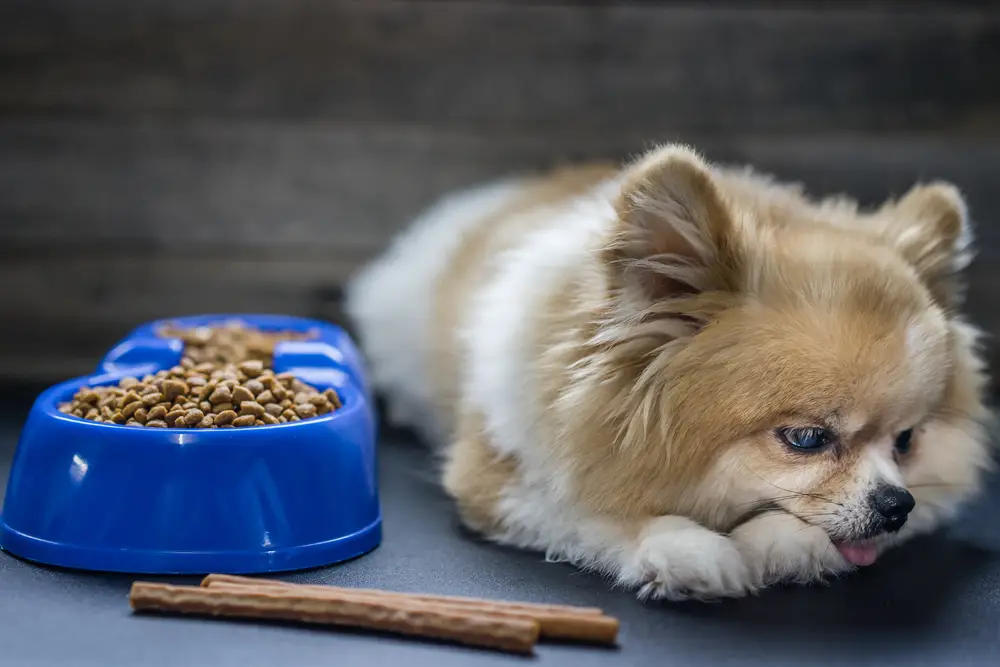 A Pomeranian laying next to its food, looking away in disgust