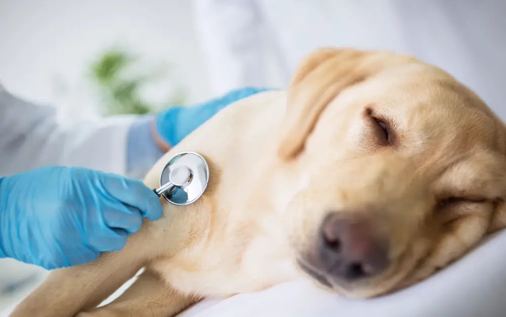 A golden retriever laying down with a stethoscope on it's body.