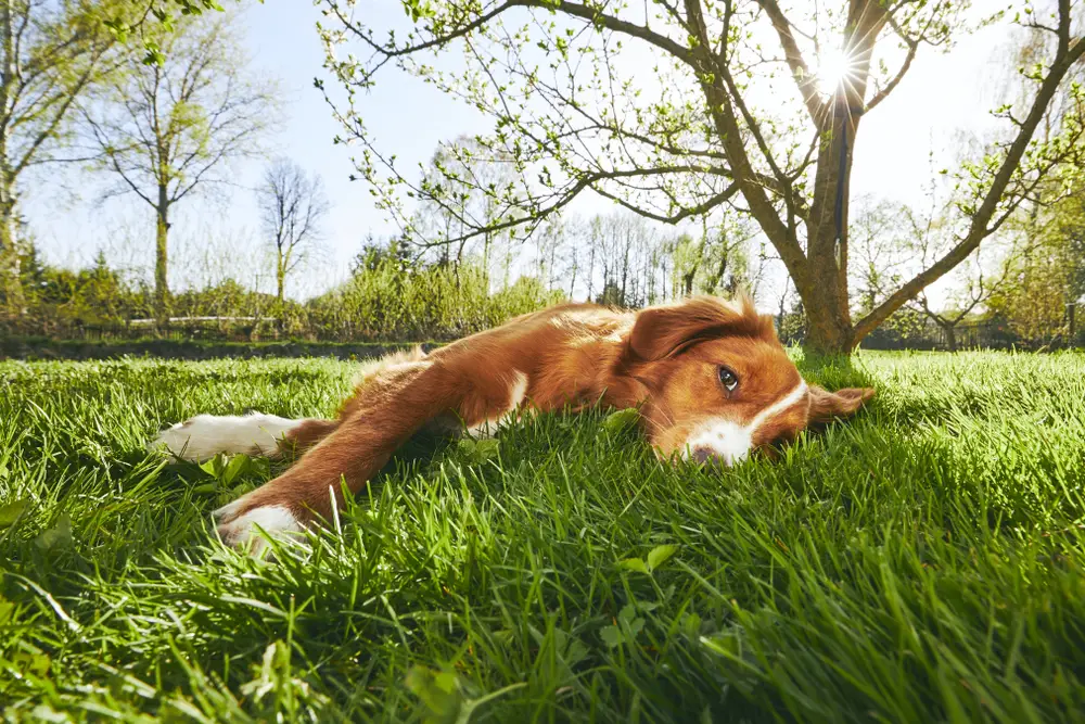 A dog lays on its side in a grassy field, looking at the camera.