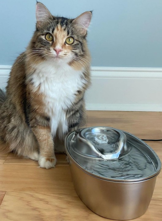 A cat in front of a metal cat water fountain.