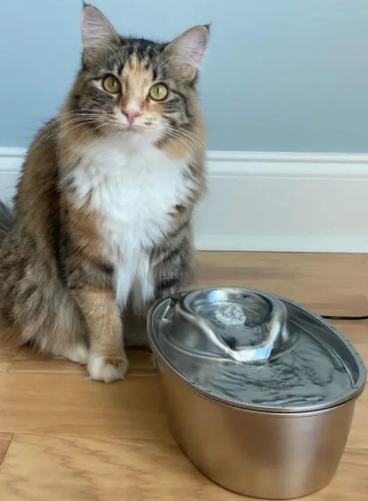 A cat in front of a metal cat water fountain.