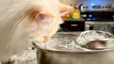 A cat drinking from a metal cat water fountain.