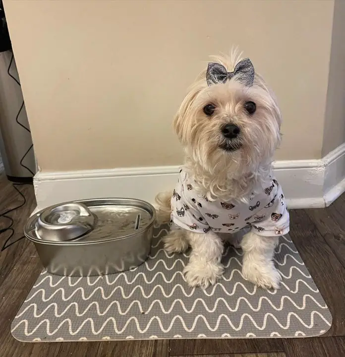 A dog in front of a water bowl