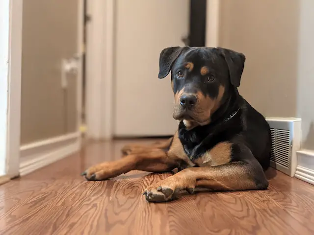 A Rottweiler laying in a hallway and staring at the camera with its ears perked up.