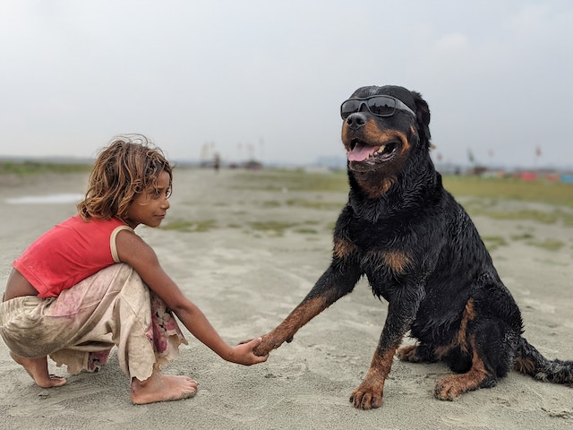 A child and a Rottweiler shaking hands.