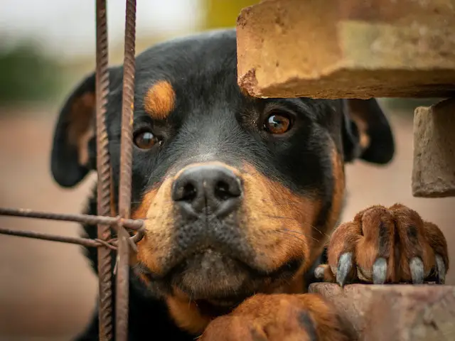 A Rottweiler dog staring through a gap in a fence.