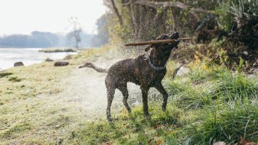 A dog shaking water off its body while holding a stick. The dog is on some grass between a forest and a body of water.
