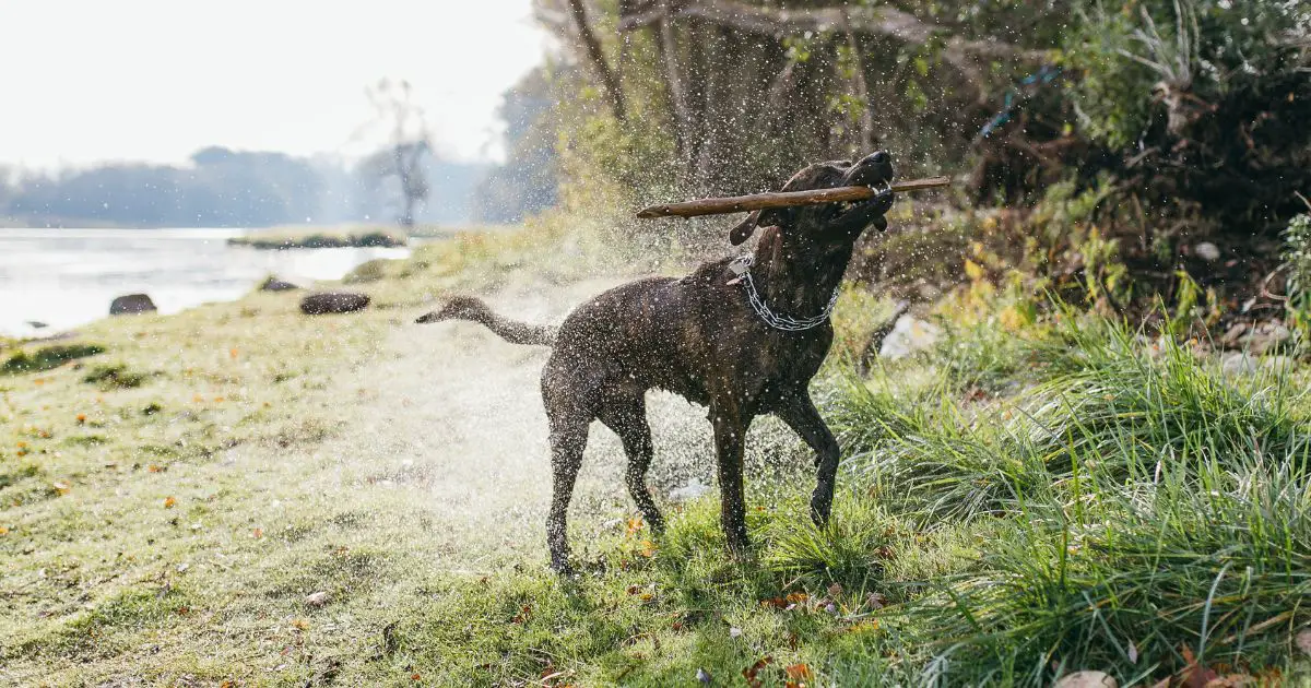 A dog shaking water off its body while holding a stick. The dog is on some grass between a forest and a body of water.