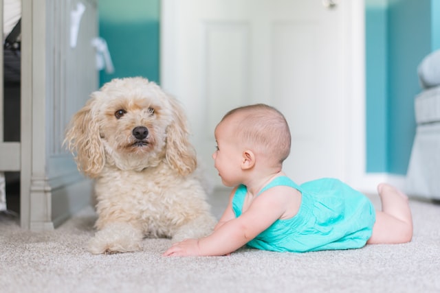 A baby and a dog on a bedroom floor