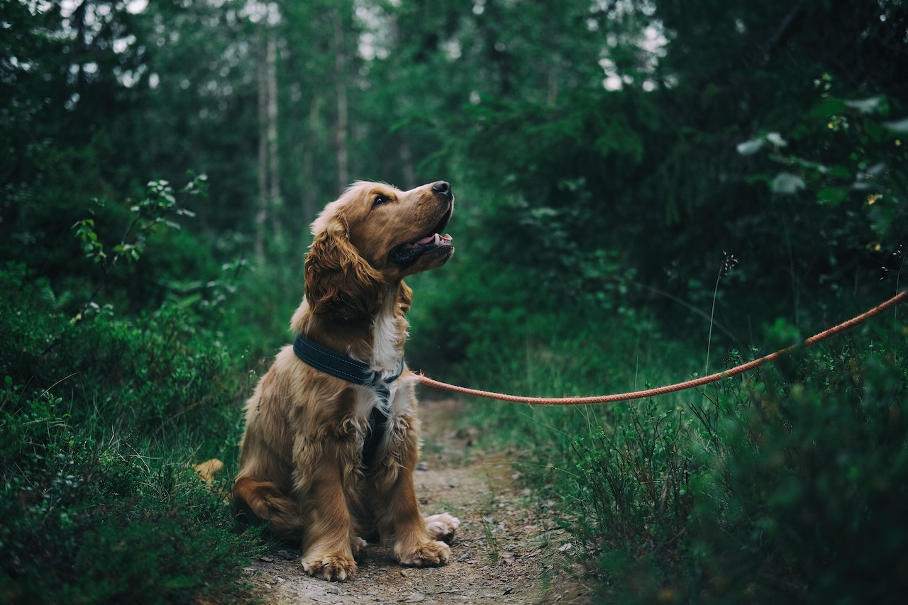 A dog sitting on a trail in a forest