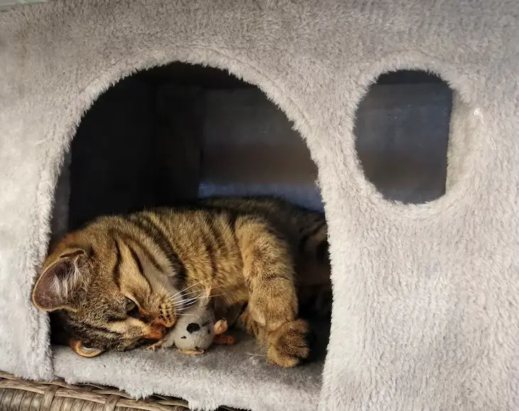 A cat laying in a cat tree opening, cuddling a mouse