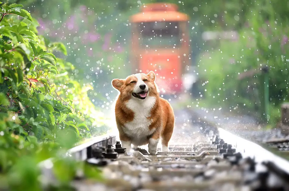 A corgi shaking water off while standing on railroad tracks.