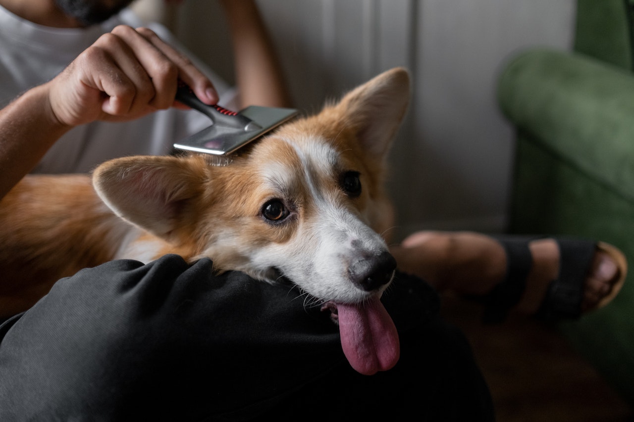 A dog sitting on a person's lap. The dog's head is being brushed and his tongue is sticking out.