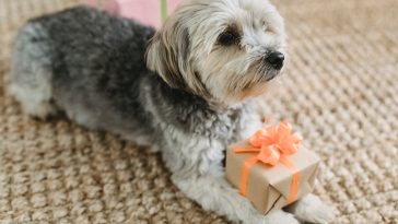 A dog sitting with a present.