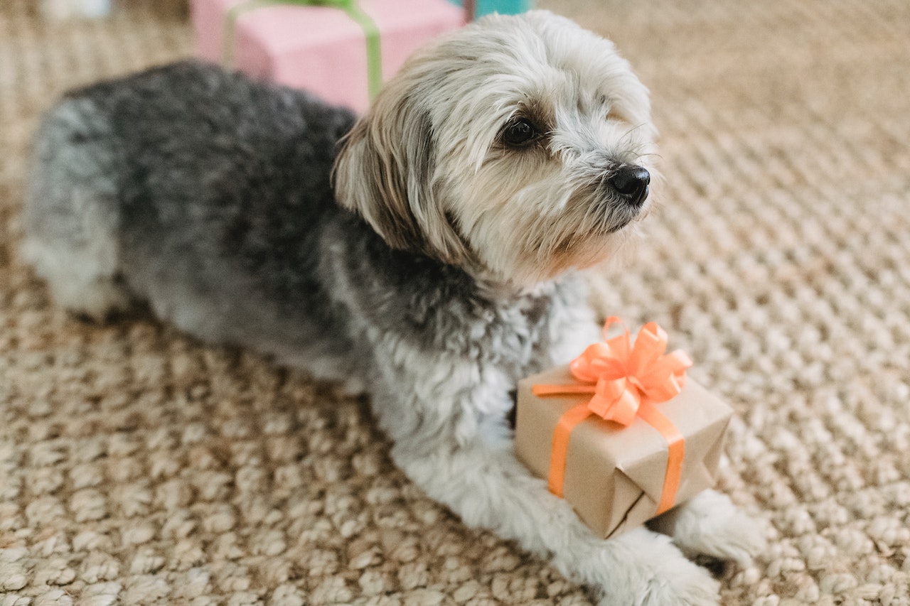 A dog sitting with a present.