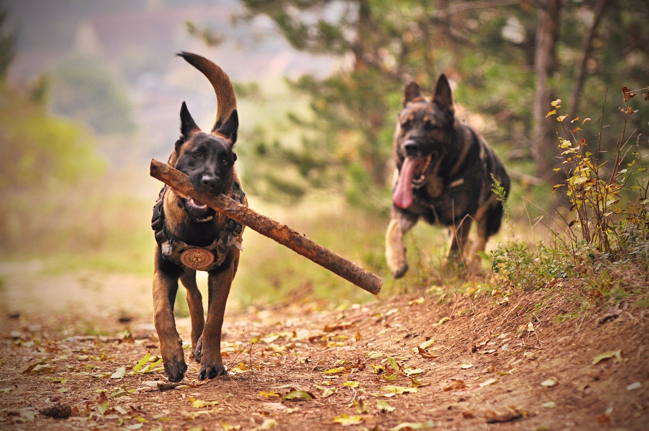 Two German Shepherds walking on a trail in the woods. The one on the left is carrying a big stick in his mouth.
