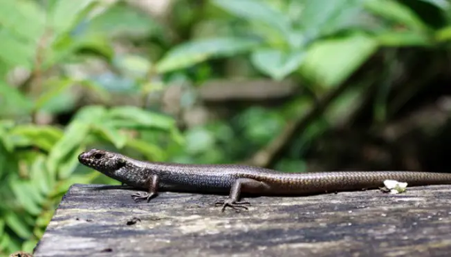 Why Does A Lizards Tail Fall Off Pettime