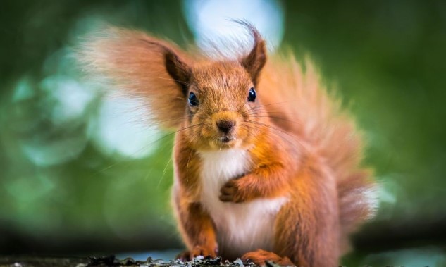 Why do squirrels have bushy tails? - PetTime