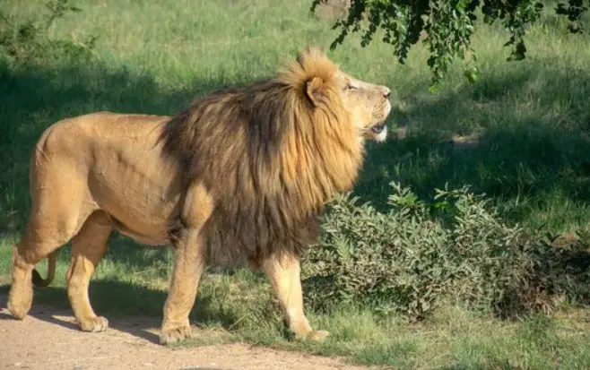 Why do lions roar? - PetTime