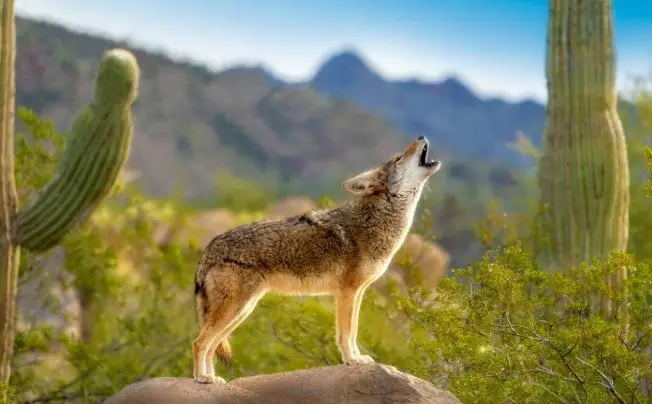 Why do coyotes howl during the day instead of at night? - PetTime