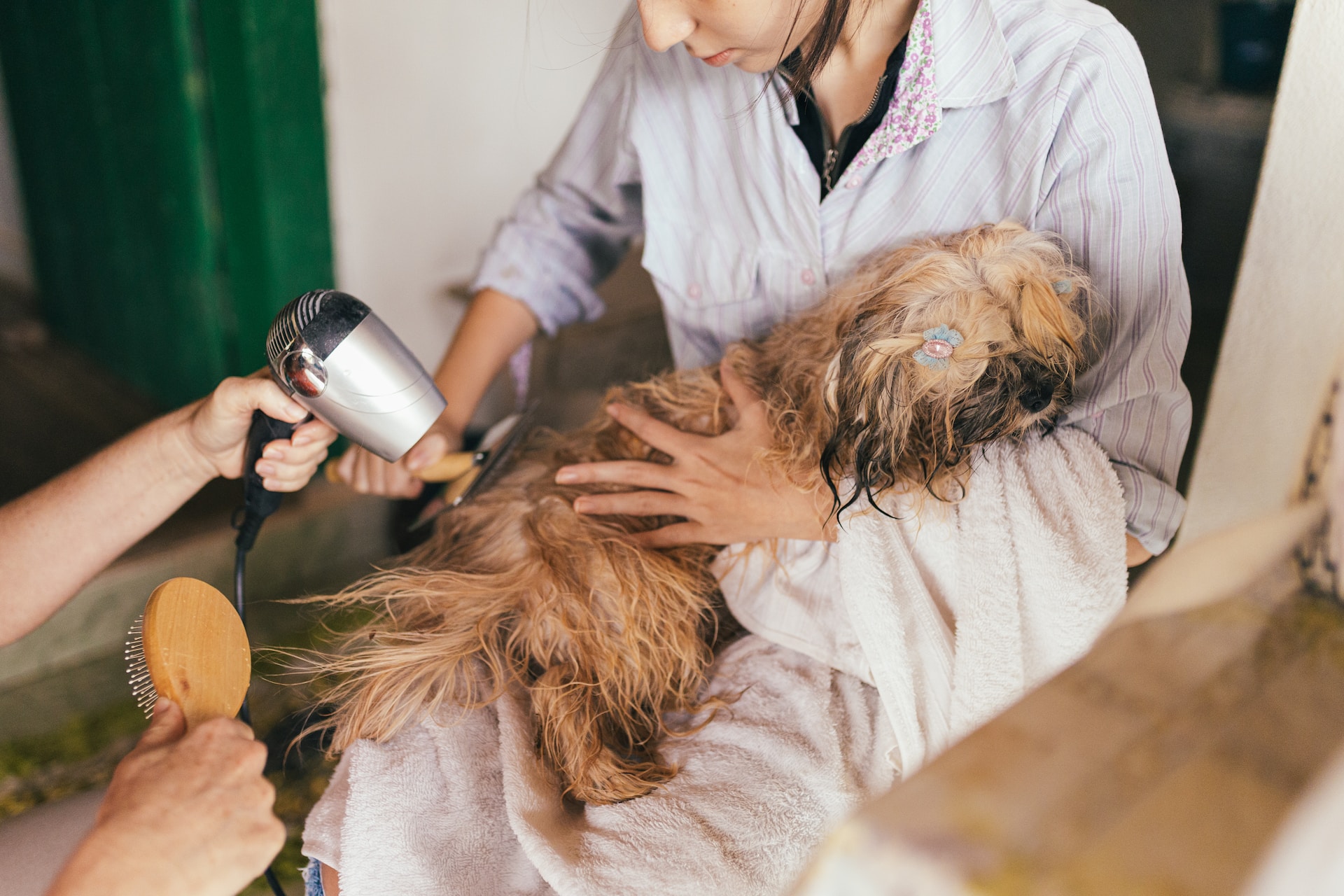 A dog being blow dried at a salon