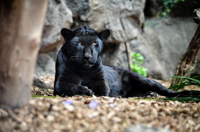 Black Panther, Lion, and Tiger – A Fascinating Blend of Big Cats