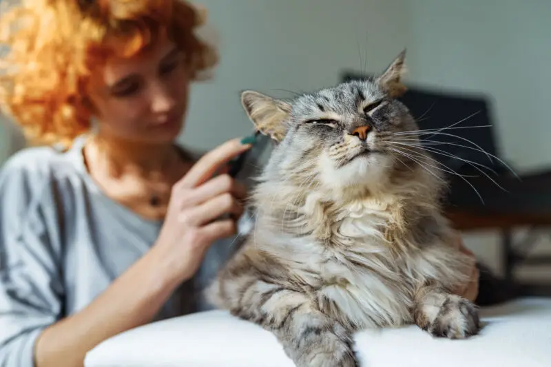 The Reason Behind Cats Grooming Each Other’s Ears
