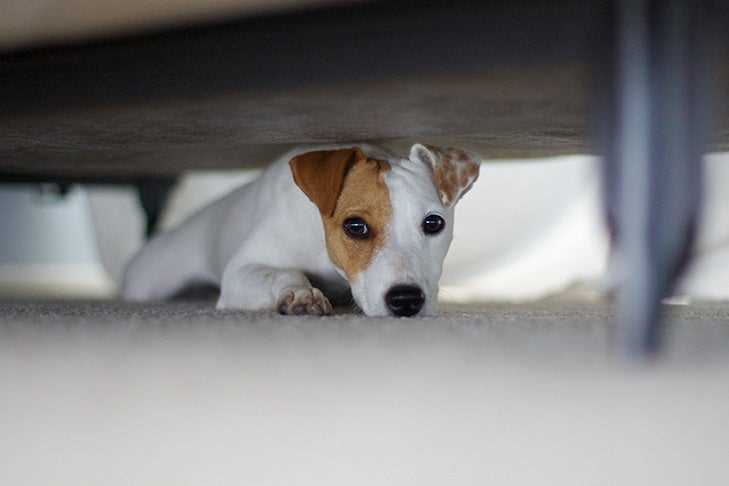 Understanding Why Dogs Hide Under the Bed: A Comprehensive Exploration of the Behaviors Behind This Habit